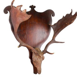 Antique Fallow Deer Trophy On Wood Plaque