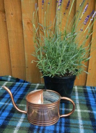 SMALL VINTAGE COPPER WATERING CAN WITH LONG SPOUT GARDEN GREEN HOUSE INDOORS 3
