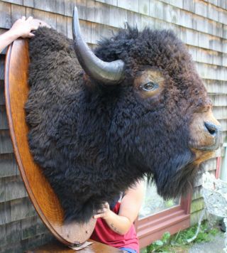 Huge Antique Western Shoulder Mount,  Bull Buffalo Bison Taxidermy Head