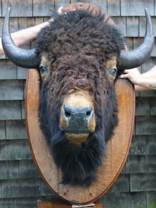 Huge Antique Western Shoulder Mount,  Bull Buffalo Bison Taxidermy Head 3