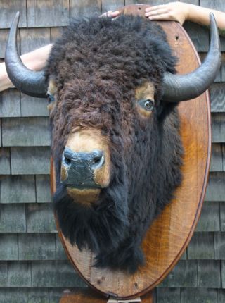 Huge Antique Western Shoulder Mount,  Bull Buffalo Bison Taxidermy Head 4
