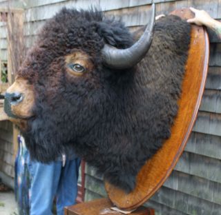 Huge Antique Western Shoulder Mount,  Bull Buffalo Bison Taxidermy Head 5