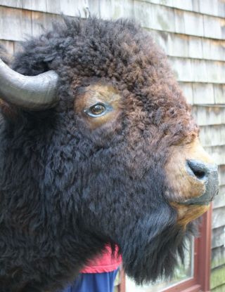 Huge Antique Western Shoulder Mount,  Bull Buffalo Bison Taxidermy Head 6