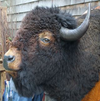 Huge Antique Western Shoulder Mount,  Bull Buffalo Bison Taxidermy Head 7
