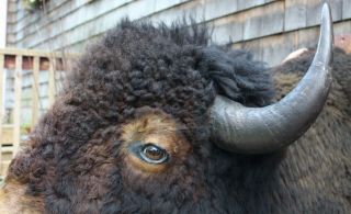 Huge Antique Western Shoulder Mount,  Bull Buffalo Bison Taxidermy Head 8