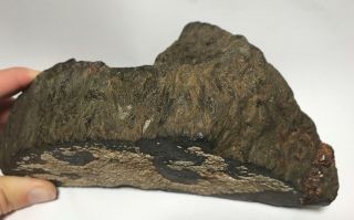Ancient RARE 7” Iron Meteorite Archaeologist Specimen 3LB 12OZ 7