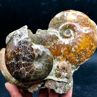 3lb Rare Ancient Ammonite Fossilcrystalline Specimen From Madlli Tc173
