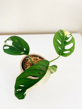 Variegated Monstera Adansonii - Extremely Rare Aroid