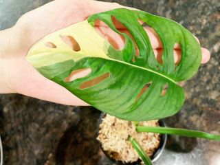 Variegated Monstera ADANSONII - Extremely Rare Aroid 2
