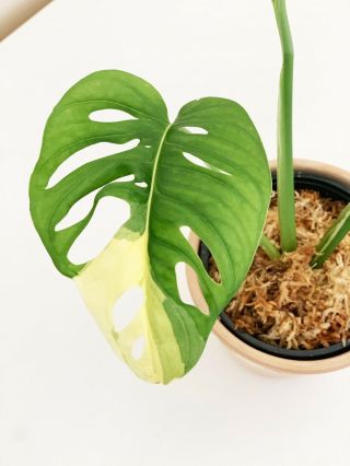 Variegated Monstera ADANSONII - Extremely Rare Aroid 3