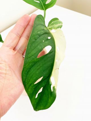 Variegated Monstera ADANSONII - Extremely Rare Aroid 4