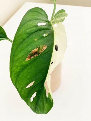 Variegated Monstera ADANSONII - Extremely Rare Aroid 5