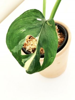 Variegated Monstera ADANSONII - Extremely Rare Aroid 6