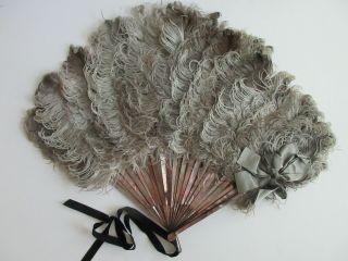 Stunning,  Antique Victorian Hand Fan,  Mother Of Pearl With Ostrich Feathers,  1800 