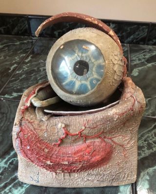 Antique Auzoux Eye Anatomical Model Paper Mache