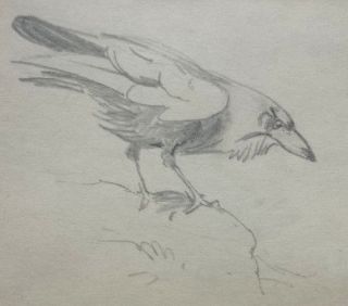 Archibald Thorburn Authentic Framed Pencil Drawing Raven Birds C.  1910