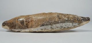 Ancient Dimensional Fish Fossil W/ Scales,  Cretaceous Period? Nodule