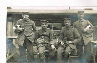 Wwi Photo No.  030 Little Dogs