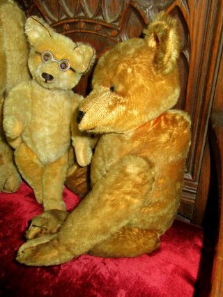 1903 Cinnamon Ideal Toy Co.  Teddy Bear,  rare five claws,  shoe button eyes 2