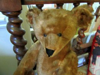 1903 Cinnamon Ideal Toy Co.  Teddy Bear,  rare five claws,  shoe button eyes 4