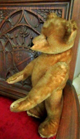 1903 Cinnamon Ideal Toy Co.  Teddy Bear,  rare five claws,  shoe button eyes 8