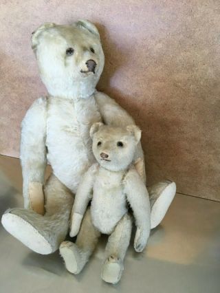 Two Antique Steiff Bears - White Mohair,  Glass Eyes,  Growler,  " Ff " Button