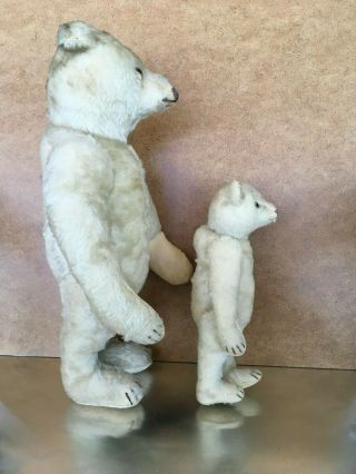 Two antique Steiff Bears - White Mohair,  glass eyes,  growler,  