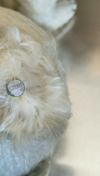 Two antique Steiff Bears - White Mohair,  glass eyes,  growler,  