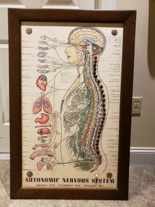 Antique Automatic Nervous System Interactive Scientific Lighted Teaching Display 10