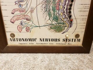 Antique Automatic Nervous System Interactive Scientific Lighted Teaching Display 11