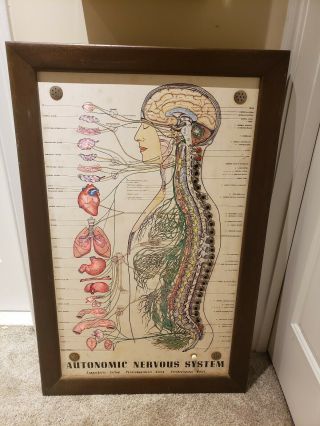 Antique Automatic Nervous System Interactive Scientific Lighted Teaching Display 12