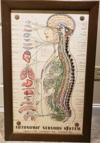 Antique Automatic Nervous System Interactive Scientific Lighted Teaching Display