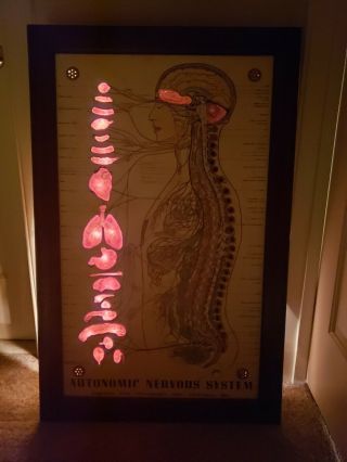 Antique Automatic Nervous System Interactive Scientific Lighted Teaching Display 2