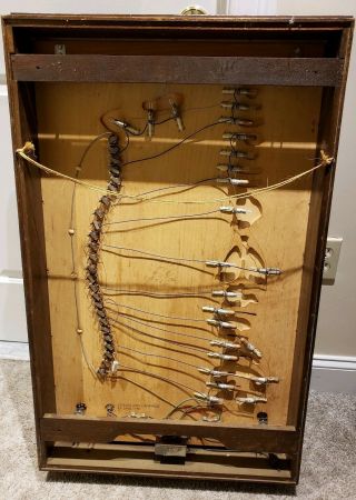 Antique Automatic Nervous System Interactive Scientific Lighted Teaching Display 3