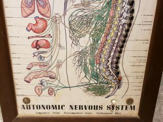 Antique Automatic Nervous System Interactive Scientific Lighted Teaching Display 6