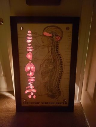 Antique Automatic Nervous System Interactive Scientific Lighted Teaching Display 8