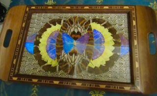 Vintage Art Deco Butterfly Wing & Wood Inlay Inlaid Tray Sunflowers Beauty