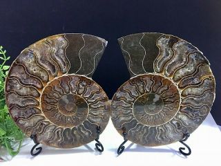 527g Natural A Ammonite Ancient Fossils Slice Nautilus Jade Shell,  Stand.
