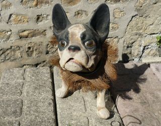 Rare 19th Century Antique Growler French Bulldog Papier Mache Automaton Dog