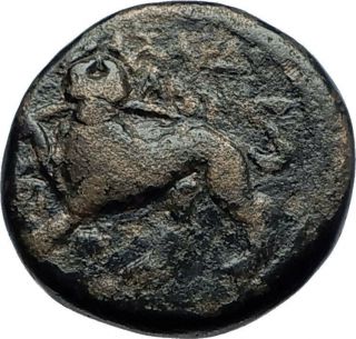 Sardes In Lydia 133bc Authentic Ancient Greek Coin Dionysus And Panther I70430