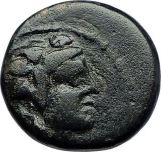 SARDES in LYDIA 133BC Authentic Ancient Greek Coin DIONYSUS and PANTHER i70430 2