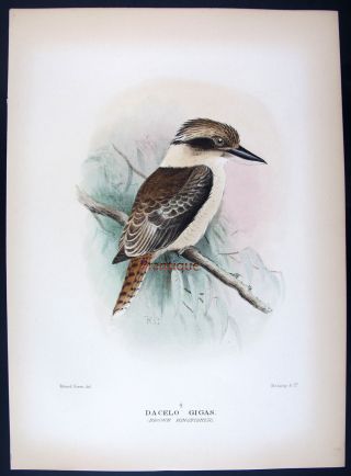 1911,  Mathews Birds Of Australia H/c Brown Kingfisher,  Dacelo Gigas W36