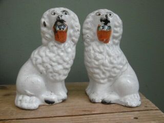 Pr 19thc Staffordshire White Poodle Dogs With Flower Basket C.  1860