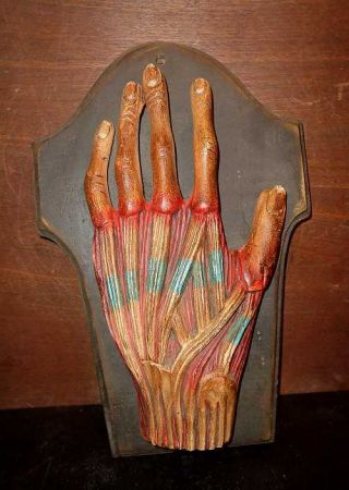 Vintage Life Size Dr Auzoux Style Carved Teak Wood Human Anatomical Hand