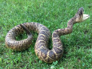 Vtg Taxidermy Real Rattlesnake Snake Mount 55 " Actual Length 10 " Circum Striking