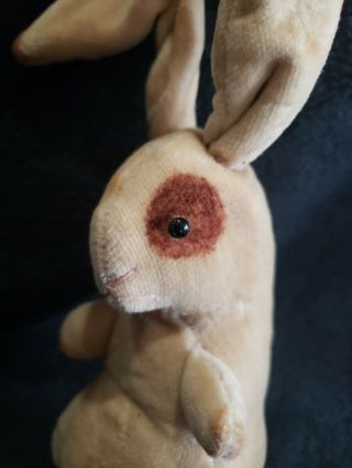 Antique Early 1900 ' s Steiff Velvet Bunny Rabbit with Unusual Blank Button 3