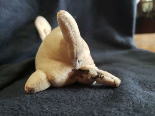 Antique Early 1900 ' s Steiff Velvet Bunny Rabbit with Unusual Blank Button 6