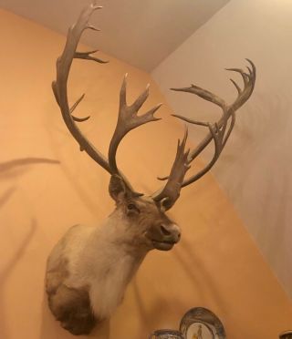 Canadian Caribou Heads (taxidermy) With Large Rack Of Antlers (pair)