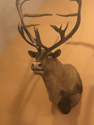Canadian caribou heads (taxidermy) with large rack of antlers (pair) 2