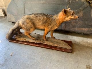 Vintage Fox Taxidermy Wildlife Fur Hunting Decor Full Body 31”x16”x10”